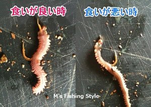 ゴカイ・イソメ・マムシの付け方