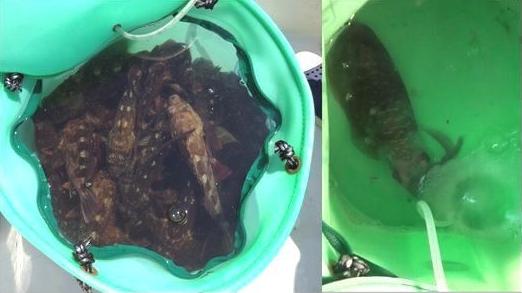 ガシラとアオリイカを活かしたまま持ち帰る 第一精工 アジバケツ スカリ