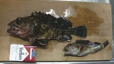 チョイ投げ五目釣り 特大ガシラ・カサゴ