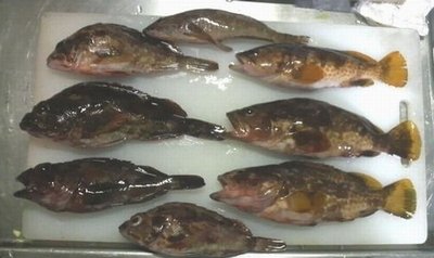 チョイ投げ五目釣り アコウ ガシラ