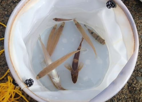 活かしておくにも水汲みバケツ