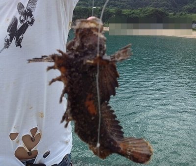 チョイ投げ五目釣り オコゼ