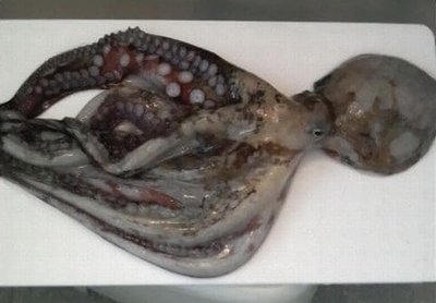 マダコ ちょい投げ