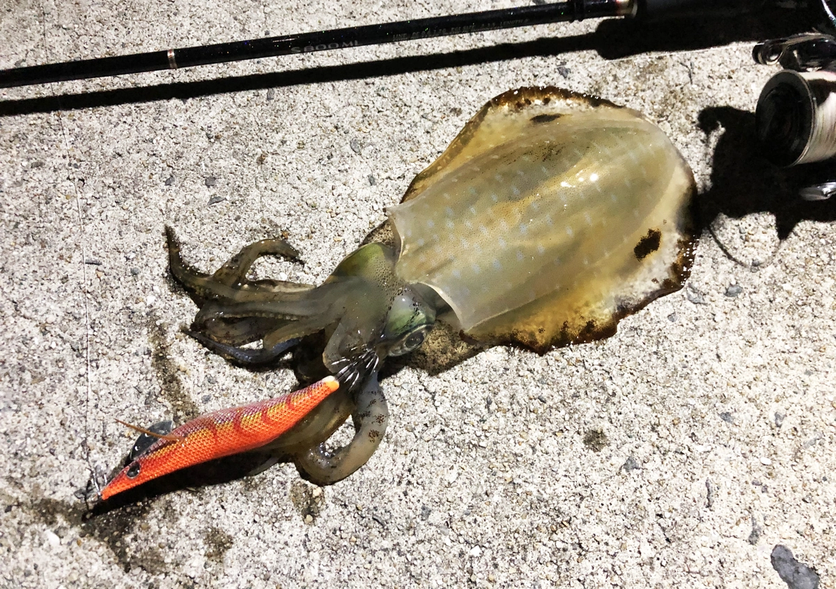和歌山県 紀中エリアでナイトエギング 晩秋のアオリイカ釣りの釣行記録 M S Fishing Style