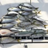 和歌山 友ヶ島 周辺で鬼アジ43cm＆マサバが釣れたので仕掛けとポイントをズバリ公開します。