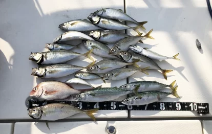 和歌山 友ヶ島 周辺で鬼アジ43cm＆マサバが釣れたので仕掛けとポイントをズバリ公開します。