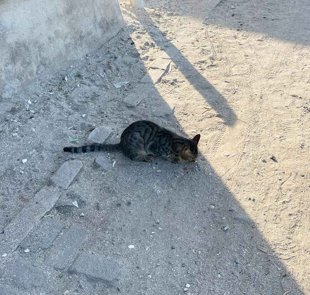 インドネシア ギリ グデ 散歩 猫さん