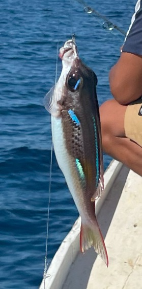 インドネシア ギリ グデ 見たこと無い魚